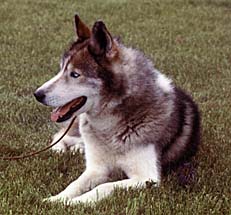 Ditko of Seppala lying photo