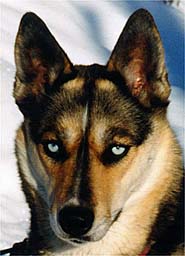 Tonya of Seppala photo