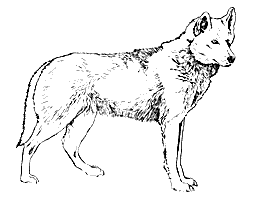 Lyl of Sepsequel drawing